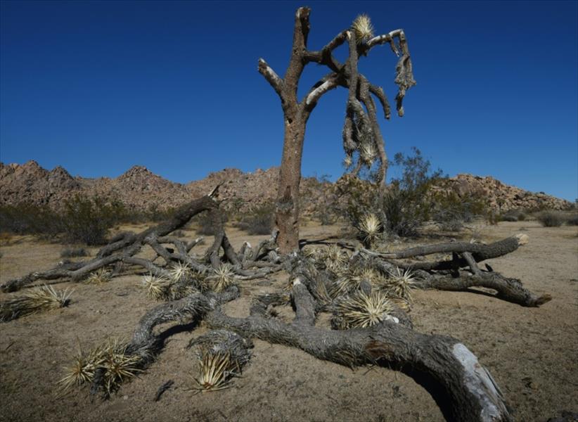 58 مليون شجرة مهددة بالموت