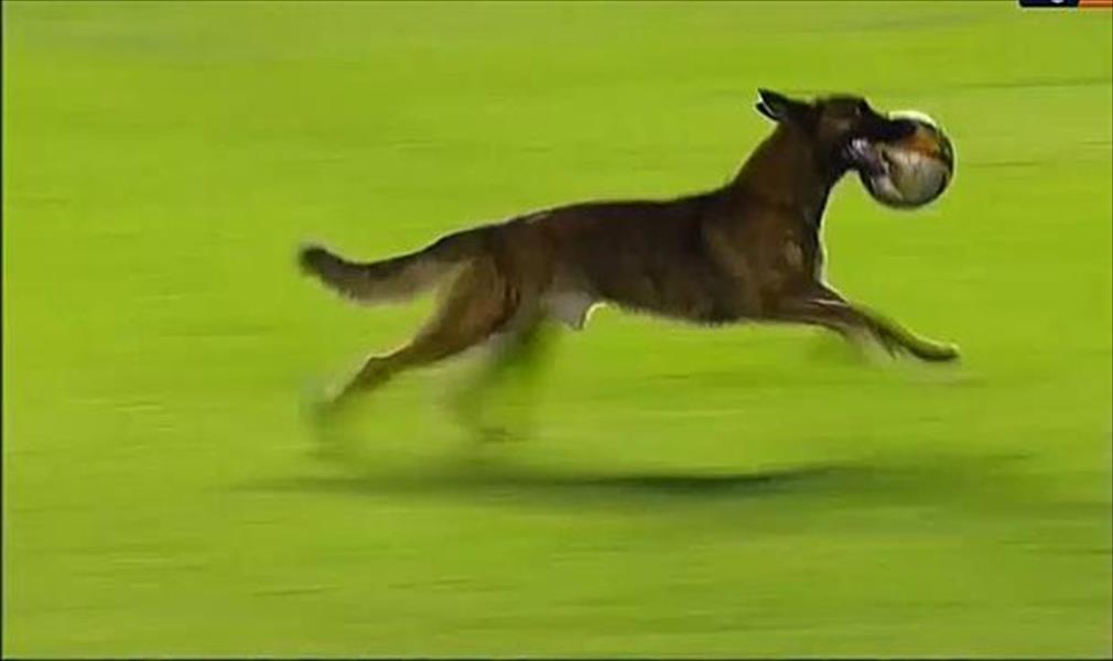 بالفيديو: أغرب مشهد بطله كلب في مباراة كرة قدم