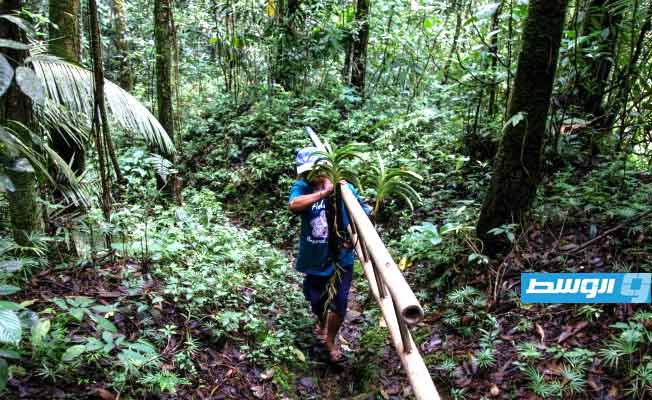 إندونيسي يحاول إنقاذ أزهار الأوركيد بعدما «خنقتها» الحمم البركانية