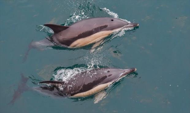 منظمة «سي شيبرد» تندد بتقطيع صيادين «دلفينًا»