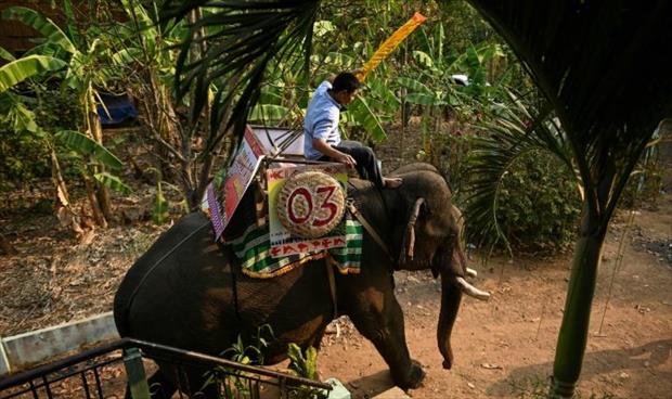 سباق الفيلة بين حماسة المتفرجين وتنديد منظمات الرفق بالحيوان