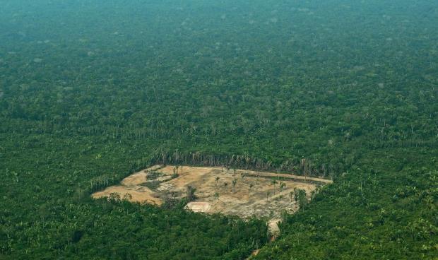 تضاعف قطع أشجار الأمازون في البرازيل