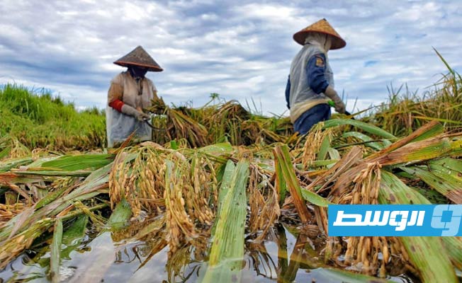 «نايتشر فود»: تلوث الأوزون يكلف آسيا خسائر محاصيل بمليارات الدولارات