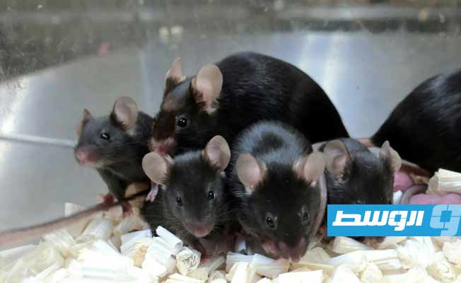 استنساخ فئران عبر تجفيف الخلايا بالتجميد