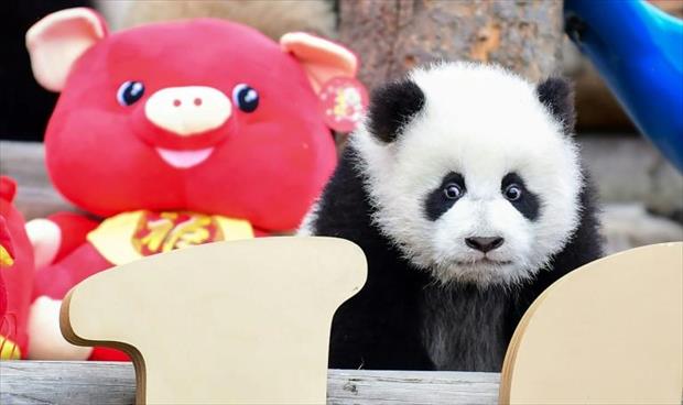 حديقة أميركية تودع حيواني باندا يسافران للصين