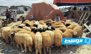 «زراعة الموقتة» تحذر من خطر يهدد الثروة الحيوانية في ليبيا