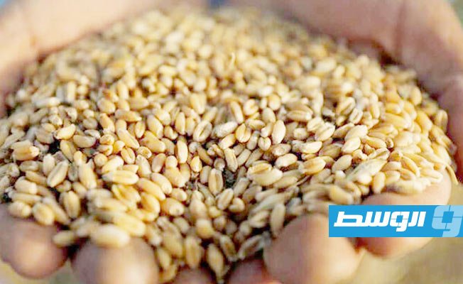 تصل إلى 43%.. كيف ستعوض ليبيا وارداتها من القمح والذرة الأوكرانية