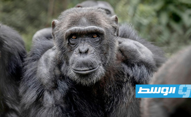 علماء: الشمبانزي لديه القدرة على الكلام