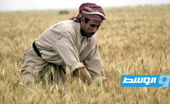 العراق يزيد رقعة زراعة القمح لحوالي مليون فدان