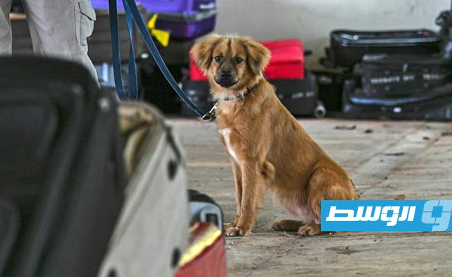 كلبة صمدت بلا طعام 40 يوما تنضم لطاقم مطار بنما