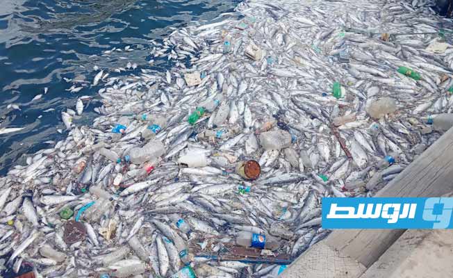 نفوق كميات من الأسماك بحوض ميناء درنة (صور)
