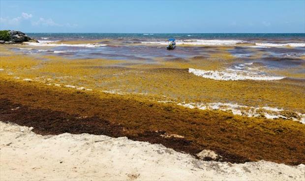 الطحالب البحرية تحفز الحس الابتكاري في المكسيك