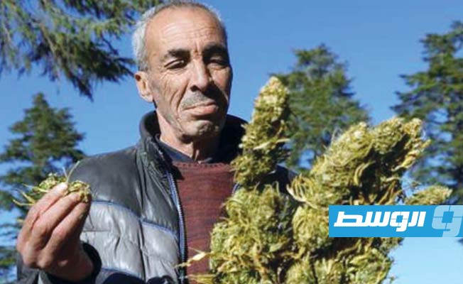 المغرب: مشروع زراعة «القنب الهندي» يثير جدلا بين المزارعين