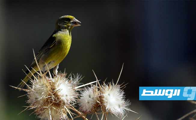 30 في المئة من الطيور في بريطانيا مهددة بالانقراض
