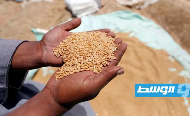 مصر تحظر تداول القمح المحلي حتى نهاية أغسطس
