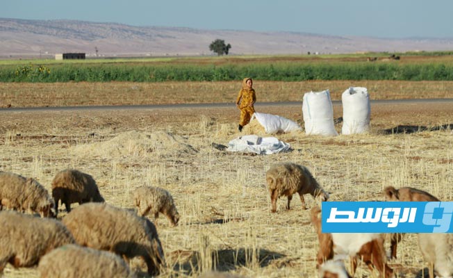 بعد الحرب.. الجفاف يزيد معاناة مزارعي القمح في سورية