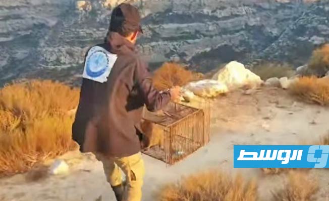 إعادة إطلاق قط بري في محمية وادي الناقة (فيديو)