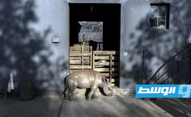 محمية في جنوب أفريقيا تستقبل صغار وحيد القرن اليتيمة