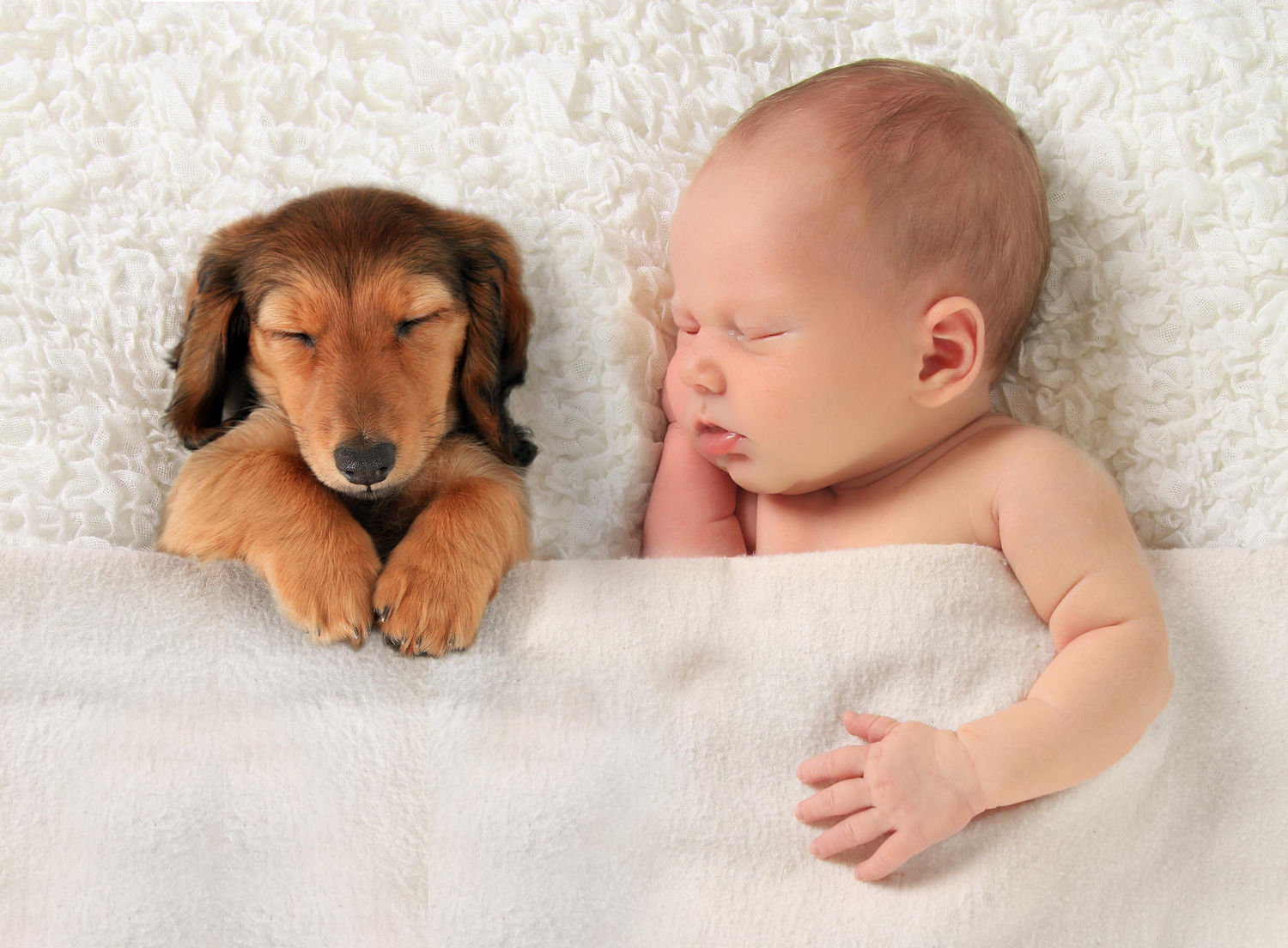 دراسة : الكلاب تقوي مناعة الاطفال ضد أمراض الربو