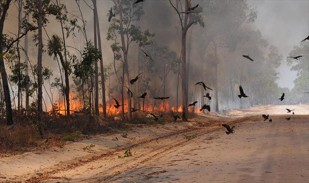 أستراليا تطور قمرا صناعيا لتوقع مناطق اندلاع الحرائق