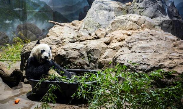 الباندا «باي باي» يودع الولايات المتحدة ويعود إلى الصين