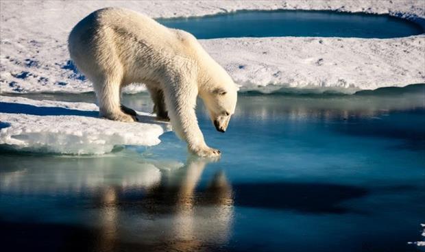«تغير واسع» في البيئة بسبب الاحترار بالقطب الشمالي