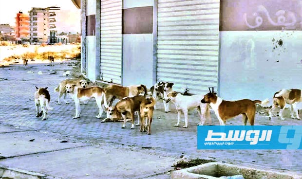 أهالي طبرق يطالبون الحرس البلدي بوضع حد لانتشار الكلاب بشوارع المدينة