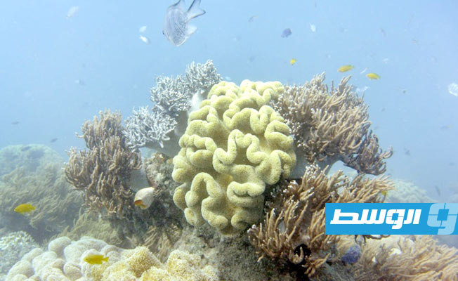 موجة ابيضاض قوية تضرب الحاجز المرجاني العظيم