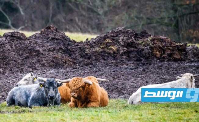 إنقاذ سلالة أبقار زرقاء فريدة من الانقراض في لاتفيا