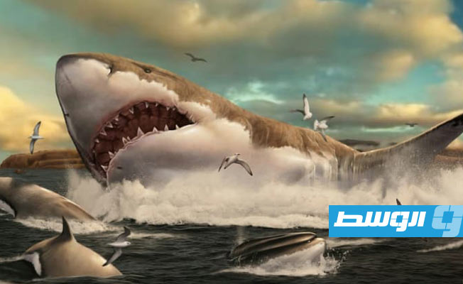 القرش الأبيض الكبير استفاد من انقراض «ابن عمه»