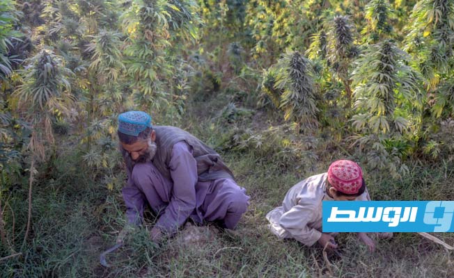زعيم طالبان يأمر بحظر زراعة خشخاش الأفيون في أفغانستان