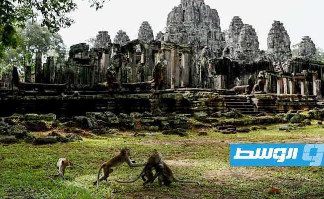 إدراج قردة الجبون مجددا في الغابة المحيطة بمعابد أنغكور الكمبودية