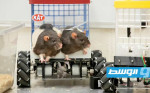 مثل البشر.. الفئران أيضا تتفاعل على الإيقاعات الموسيقية
