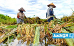 تلوث الأوزون يكلف آسيا خسائر محاصيل بمليارات الدولار