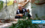 بالصور: زكريا الفلسطيني.. سبعيني صانع سلال الزيتون في خربة قيس