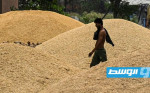 وزير التجارة يقلل من أهمية تأثير حظر بلاده تصدير القمح: «الهند لم تكن قط موردا للحبوب للعالم»
