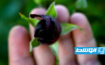 الورود السوداء تزدهر في تركيا