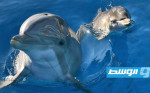 الدلافين تتعرف إلى متجانساتها المألوفة لديها عن طريق البول