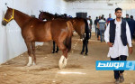 مزاد خيول في ليبيا.. يؤكد أهمية الفروسية بالثقافة المحلية (صور)