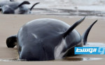أستراليا في سباق مع الزمن لإنقاذ الحيتان الطيارة الجانحة