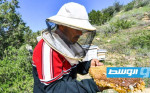 شركة تونسية ناشئة تساعد على إنقاذ النحل في ليبيا