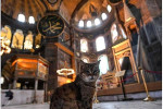 تركيا تسمح للقطة «جلي» بالبقاء في «آيا صوفيا» بإسطنبول