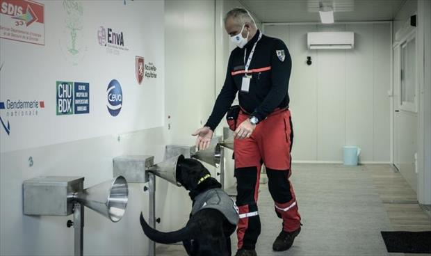 معهد فرنسي يدرب كلابا على رصد «كوفيد-19»