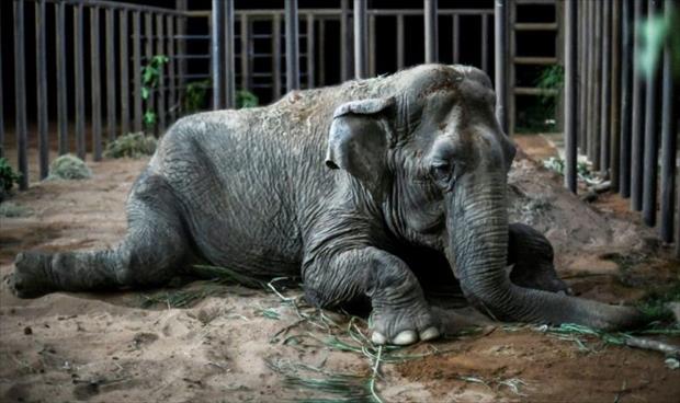 أنثى فيل أنقذت من مشقات السيرك تصل البرازيل