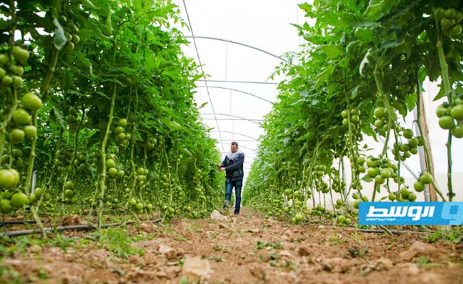 سلطة الاحتلال تمنع تصدير المنتجات الزراعية الفلسطينية عبر الأردن