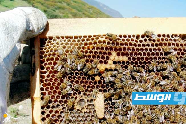 الجفاف والملوحة يهددان حياة النحل في العراق