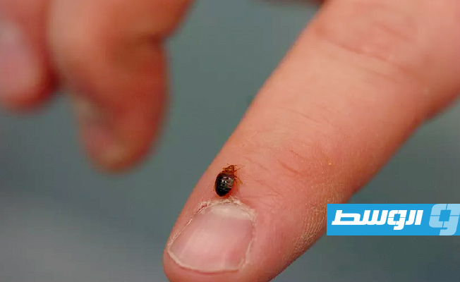 «البق» يهاجم العاصمة الفرنسية.. وخطة طوارئ لمواجهة انتشاره السريع