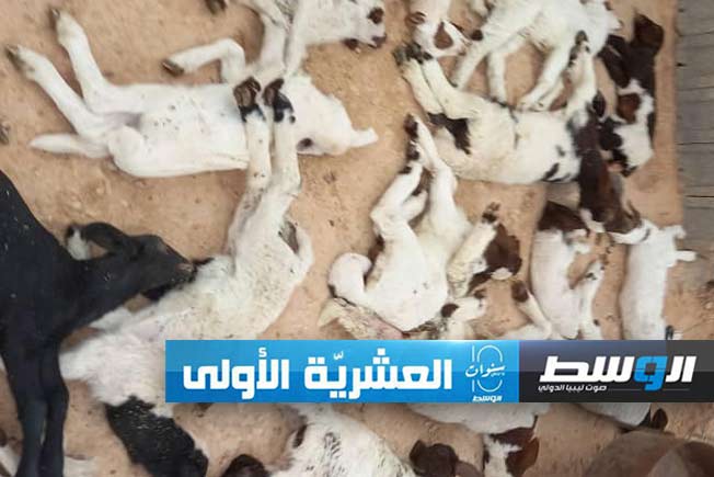 غلق أسواق المواشى في زليتن