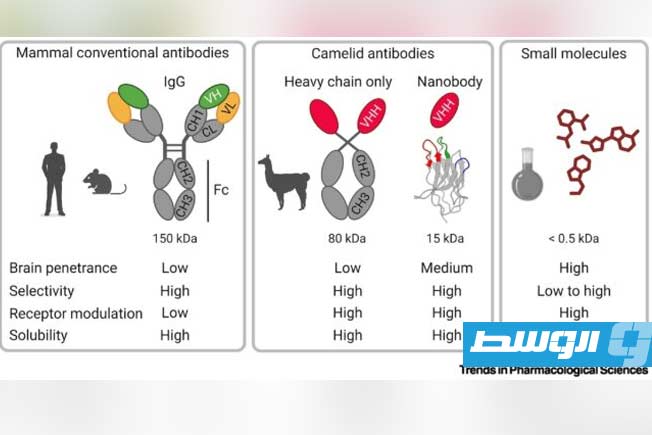 «النانو أجسام» المشتقة من الجِمال واللاما تفتح عهداً جديداً لعلاج أمراض الدماغ المستعصية