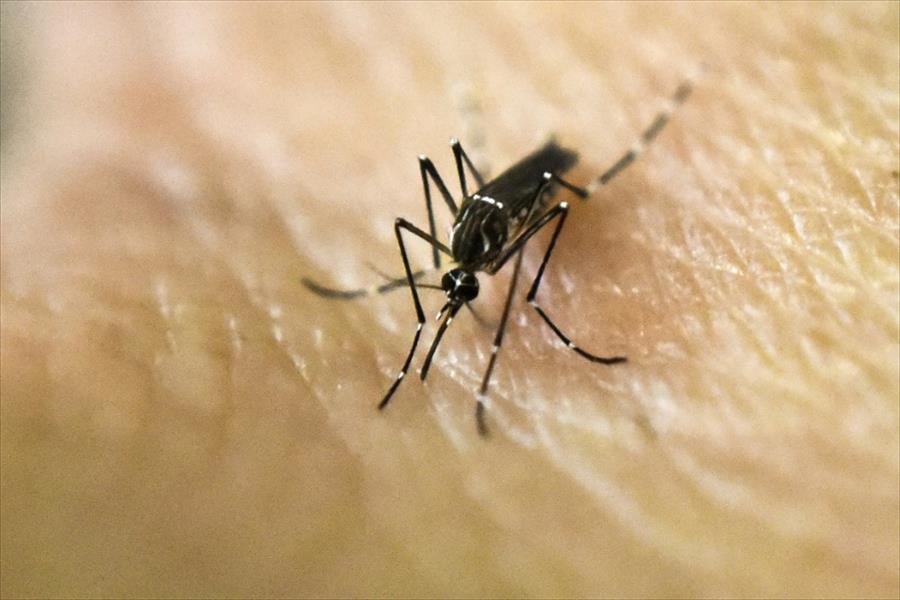 البعوض المعدل لمواجهة «زيكا» آمن